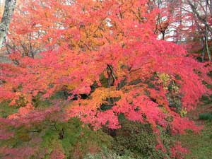 琵琶湖疎水 紅葉